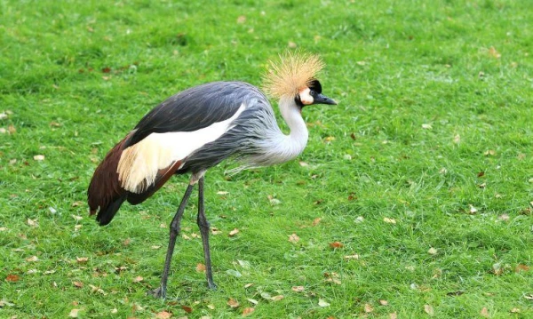 Uganda varázsa Csimpánzok és hegyi gorillák világa 7. kép