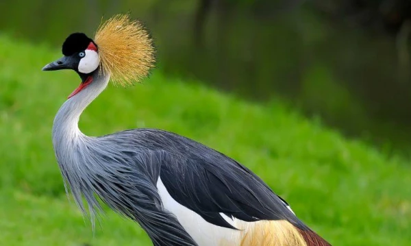 Uganda varázsa Csimpánzok és hegyi gorillák világa 8. kép