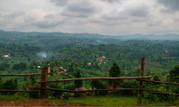 Uganda varázsa Csimpánzok és hegyi gorillák világa 19. kép