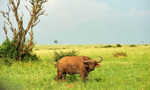 Uganda varázsa Csimpánzok és hegyi gorillák világa 12. kép