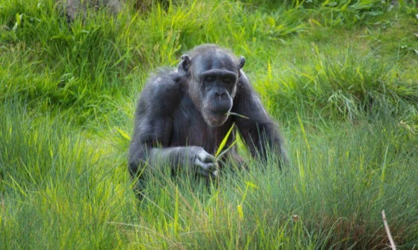 Uganda varázsa Csimpánzok és hegyi gorillák világa 5. kép