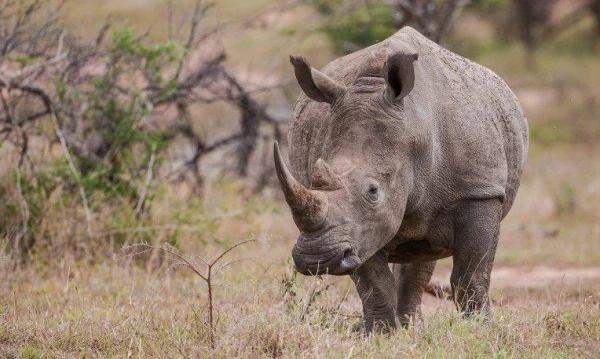 Uganda varázsa Csimpánzok és hegyi gorillák világa 24. kép