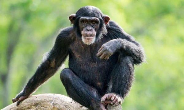 Uganda varázsa Csimpánzok és hegyi gorillák világa 4. kép