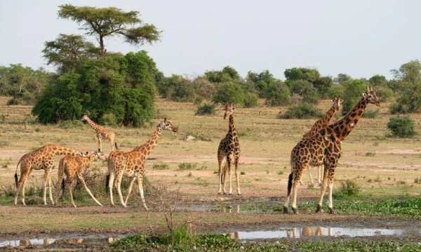 Uganda varázsa Csimpánzok és hegyi gorillák világa 13. kép