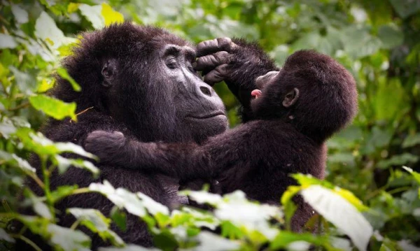 Uganda varázsa Csimpánzok és hegyi gorillák világa 17. kép