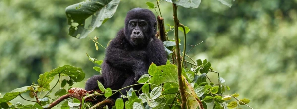 Uganda varázsa Csimpánzok és hegyi gorillák világa 29. kép
