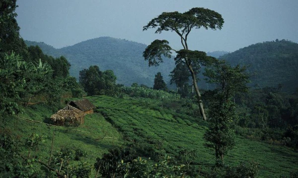 Uganda varázsa Csimpánzok és hegyi gorillák világa 6. kép