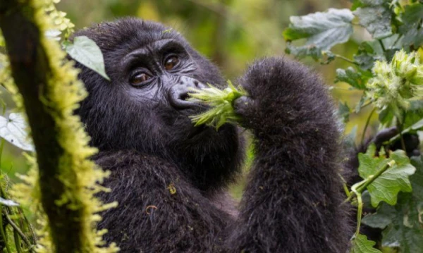 Uganda varázsa Csimpánzok és hegyi gorillák világa 16. kép