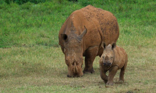 Uganda varázsa Csimpánzok és hegyi gorillák világa 23. kép
