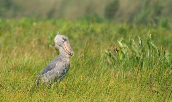 Uganda varázsa Csimpánzok és hegyi gorillák világa 27. kép