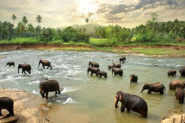 Srí Lanka, a fénylő sziget  - csoportos körutazás magyar idegenvezetéssel 2026.01.17-27. 7. kép