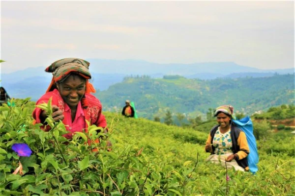 Srí Lanka, a fénylő sziget  - csoportos körutazás magyar idegenvezetéssel 2026.01.17-27. 6. kép