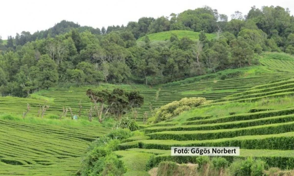 Azori-szigetek **** 5. kép