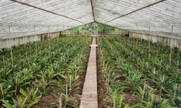 Azori-szigetek **** 1. kép