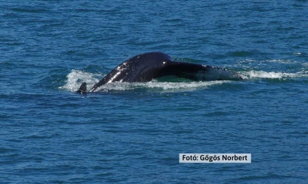 Azori-szigetek **** 25. kép