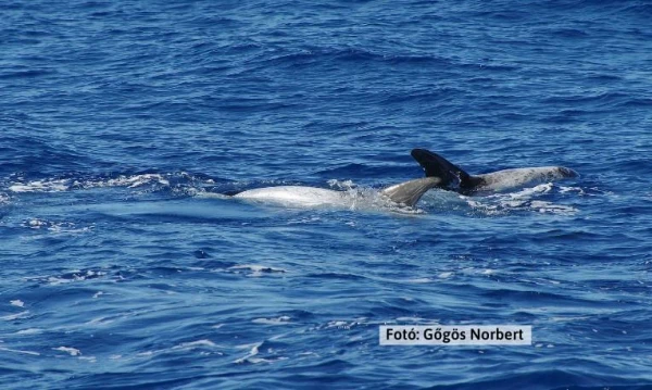 Azori-szigetek **** 23. kép