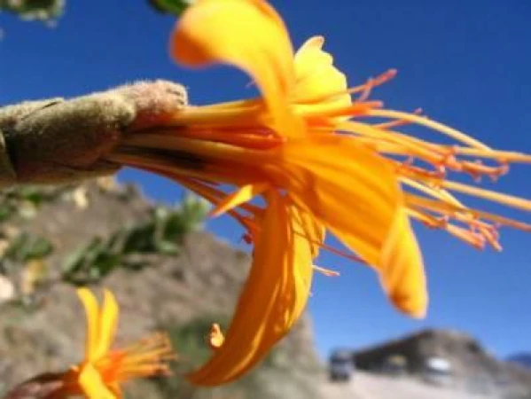 Peru - Nap ünnep 4. kép