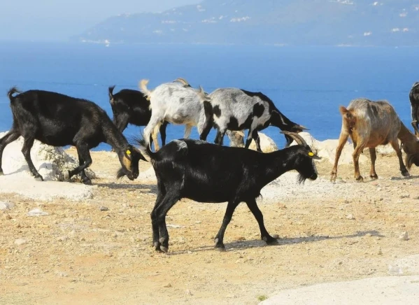 Albánia legszebb vidékein 2. kép