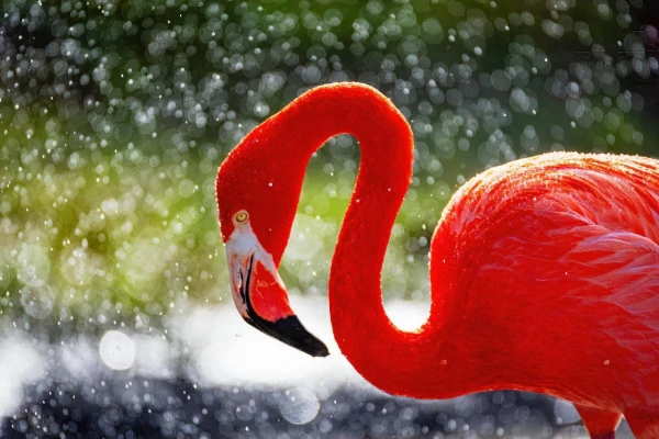 FLORIDA & HAJÓZÁS A BAHAMÁKON 18. kép