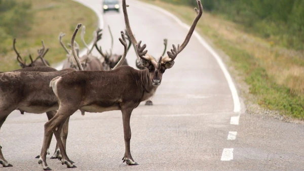 FINNORSZÁG - SZÁMIK, RÉNSZARVASOK ÉS HUSKYK FÖLDJÉN **** 1. kép