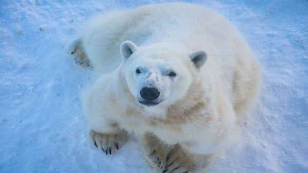 FINNORSZÁG - SZÁMIK, RÉNSZARVASOK ÉS HUSKYK FÖLDJÉN **** 10. kép
