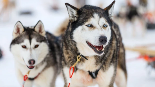 FINNORSZÁG - SZÁMIK, RÉNSZARVASOK ÉS HUSKYK FÖLDJÉN **** 13. kép