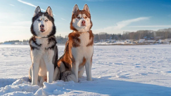 FINNORSZÁG - SZÁMIK, RÉNSZARVASOK ÉS HUSKYK FÖLDJÉN **** 15. kép