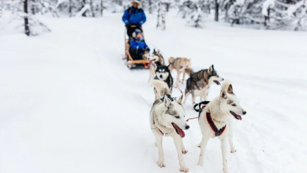 FINNORSZÁG - SZÁMIK, RÉNSZARVASOK ÉS HUSKYK FÖLDJÉN **** 16. kép