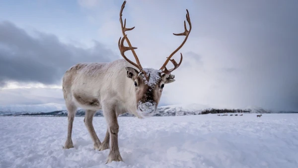 FINNORSZÁG - SZÁMIK, RÉNSZARVASOK ÉS HUSKYK FÖLDJÉN **** 17. kép