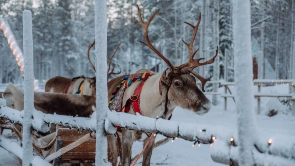 FINNORSZÁG - SZÁMIK, RÉNSZARVASOK ÉS HUSKYK FÖLDJÉN **** 18. kép
