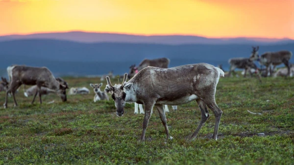 FINNORSZÁG - SZÁMIK, RÉNSZARVASOK ÉS HUSKYK FÖLDJÉN **** 2. kép