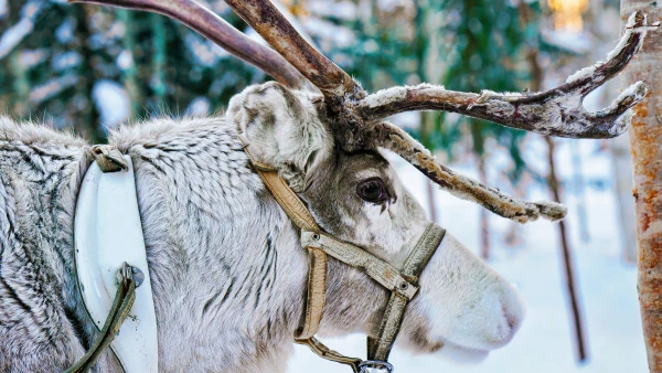 FINNORSZÁG - SZÁMIK, RÉNSZARVASOK ÉS HUSKYK FÖLDJÉN **** 20. kép