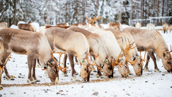 FINNORSZÁG - SZÁMIK, RÉNSZARVASOK ÉS HUSKYK FÖLDJÉN **** 21. kép