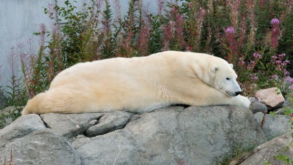 FINNORSZÁG - SZÁMIK, RÉNSZARVASOK ÉS HUSKYK FÖLDJÉN **** 9. kép