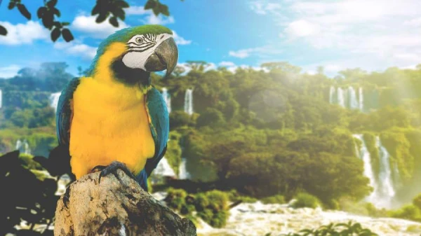 A TANGÓTÓL A SZAMBÁIG - KÖRUTAZÁS ARGENTÍNÁBAN ÉS BRAZÍLIÁBAN **** 11. kép