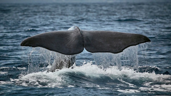 AZORI-SZIGETEK - SAO MIGUEL ÉS TERCEIRA **** 18. kép