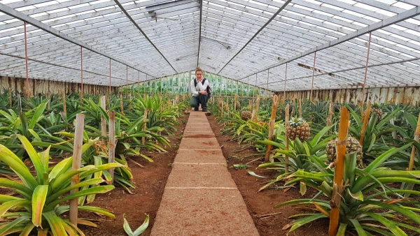 AZORI-SZIGETEK - SAO MIGUEL ÉS TERCEIRA **** 7. kép