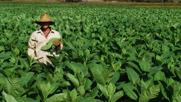 KUBAI MOZAIK **** 11. kép