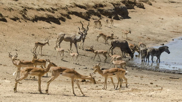 DÉL-AFRIKA - SZAFARI ÉS KÖRUTAZÁS 14. kép
