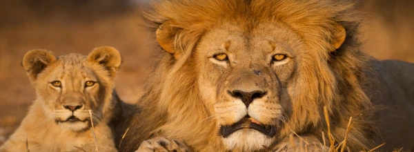 DÉL-AFRIKA - SZAFARI ÉS KÖRUTAZÁS 30. kép