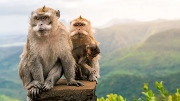 SZILVESZTER MAURITIUSON **** 3. kép