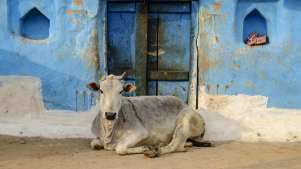 INDIAI ARANYHÁROMSZÖG ***** 2. kép