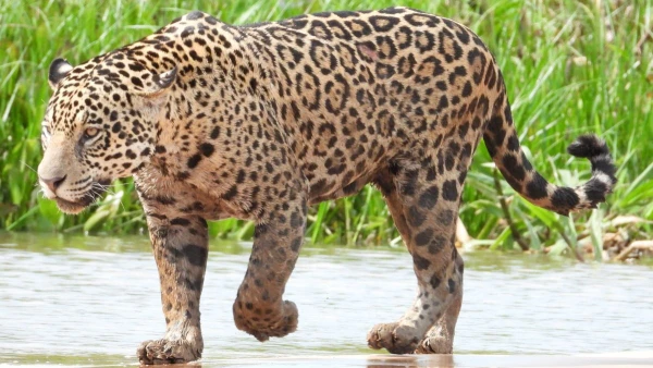 MEXIKÓ ÉS GUATEMALA - NAGY KÖRUTAZÁS A MAJÁK FÖLDJÉN HONDURASI LÁTOGATÁSSAL **** 6. kép