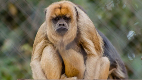 MEXIKÓ ÉS GUATEMALA - NAGY KÖRUTAZÁS A MAJÁK FÖLDJÉN HONDURASI LÁTOGATÁSSAL **** 7. kép