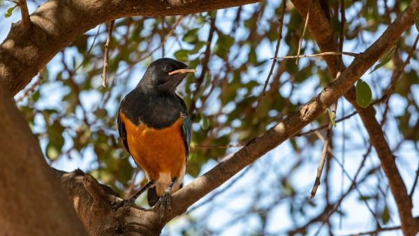 KENYAI KALANDOK - SZAFARI KÖRUTAZÁS PIHENÉSSEL 11. kép