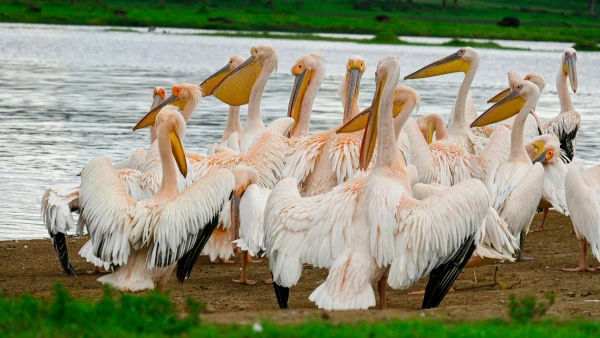 KENYAI KALANDOK - SZAFARI KÖRUTAZÁS PIHENÉSSEL 14. kép