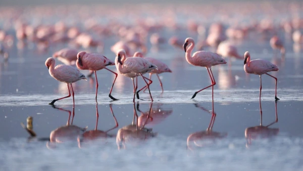 KENYAI KALANDOK - SZAFARI KÖRUTAZÁS PIHENÉSSEL 15. kép