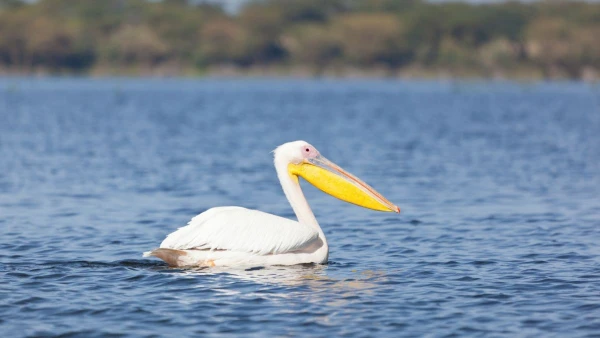 KENYAI KALANDOK - SZAFARI KÖRUTAZÁS PIHENÉSSEL 19. kép