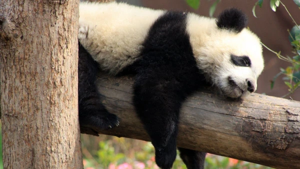 KÍNAI KÖRUTAZÁS A TŰHEGYEK ÉS A PANDÁK FÖLDJÉN **** 6. kép