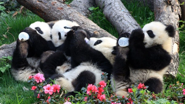 KÍNAI KÖRUTAZÁS A TŰHEGYEK ÉS A PANDÁK FÖLDJÉN **** 7. kép